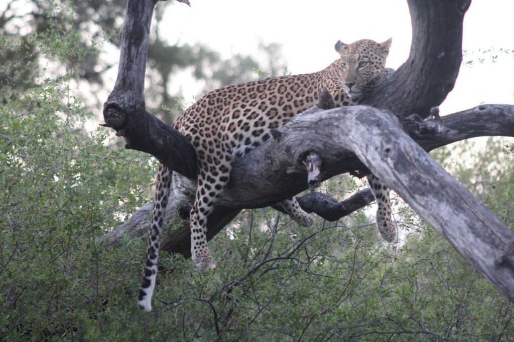 Okavango Delta, Leopard